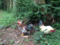 動物飼料添加劑